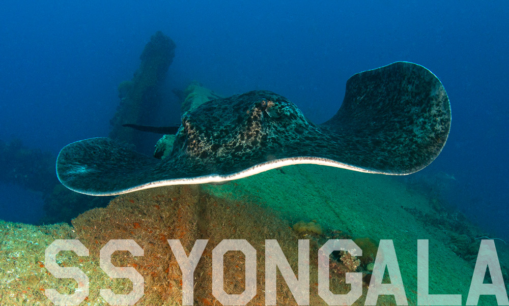S.S. Yongala (Australia's #1 dive)