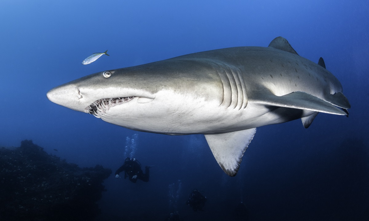 Mooloolaba 3 dive day - Wreck | Reefs | Sharks