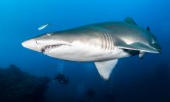 Mooloolaba 3 dive day - Wreck | Reefs | Sharks