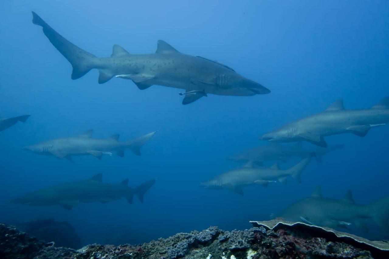 Double Dive: Mooloolaba Coral Reefs