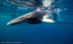 CAIRNS - Minke Whales | 25 - 29 June 2026