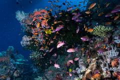 FIJI - Volivoli Beach Resort & Shark Dive | 22 Aug - 1 Sept 2026