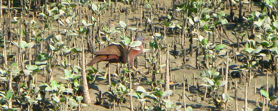 Chestnut Rail Cruise