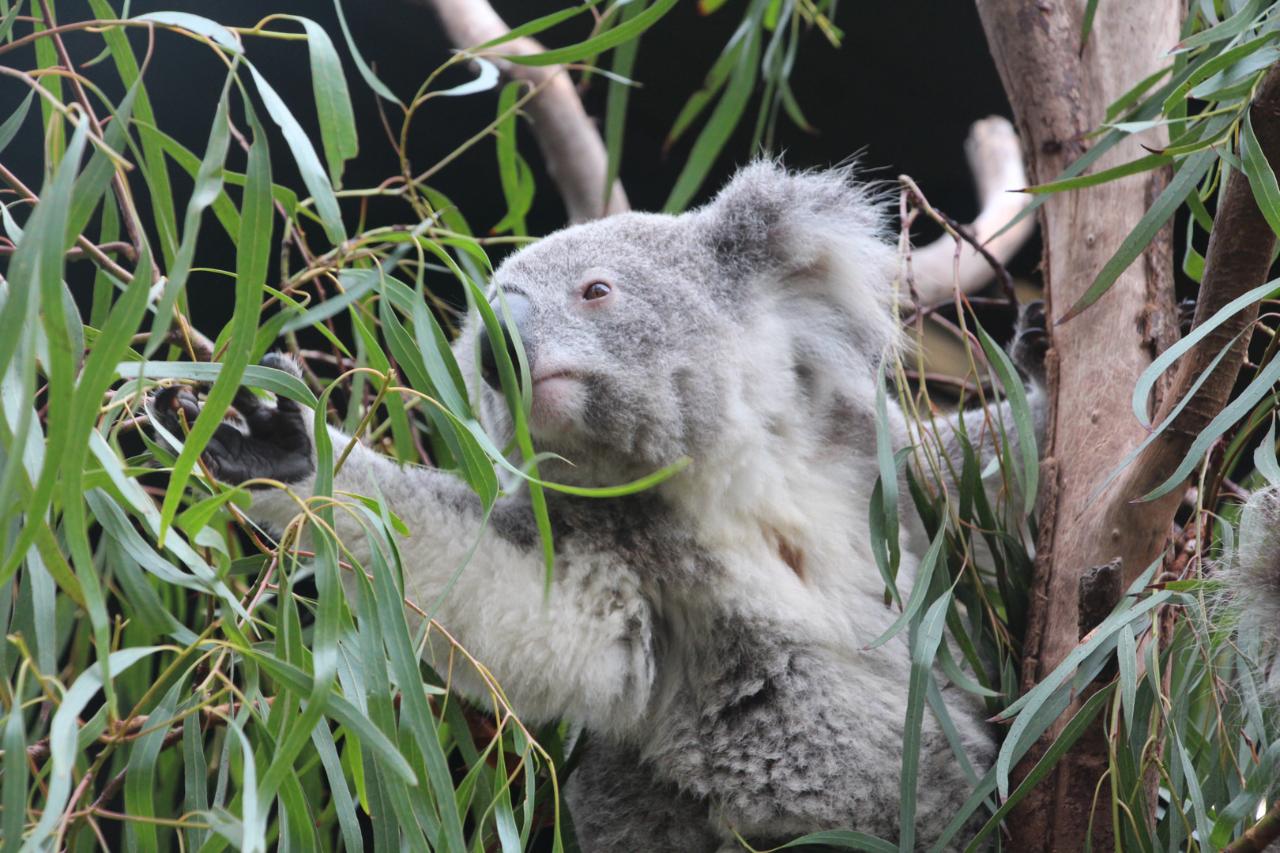 Sydney Opera House and Aussie Animals Private Tour