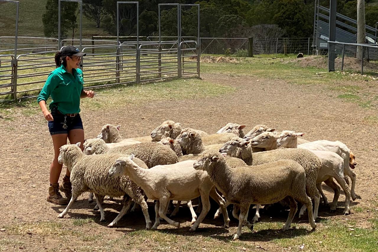 Calmsley Hill Farm Tour