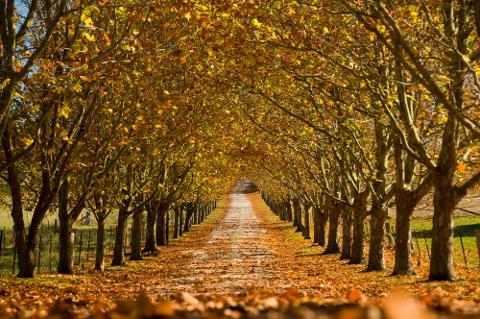 Southern Highlands Heritage Private Tour