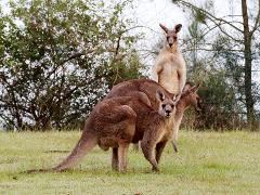 Wild Kangaroos, Aussie Animals and a River Cruise Private Tour