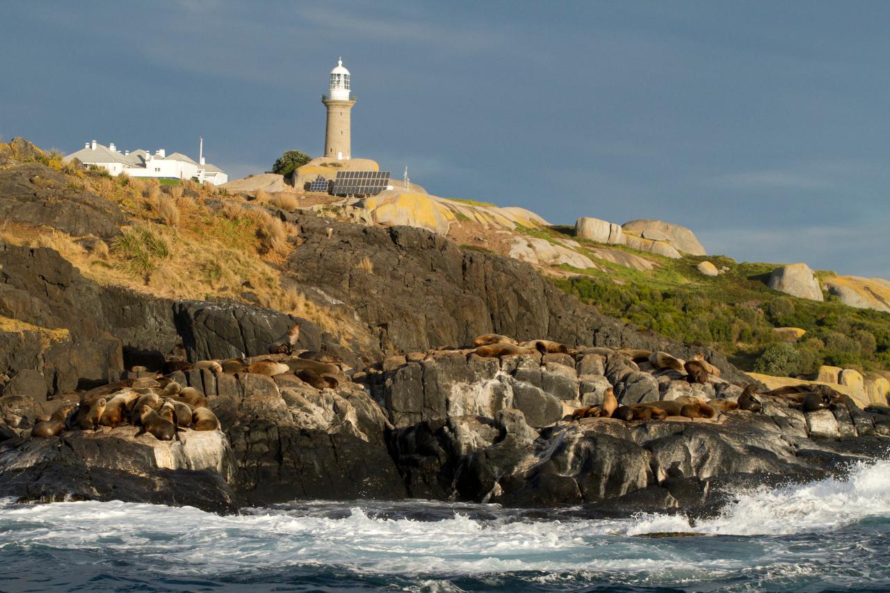 Montague Island Tour and Snorkel with the Seals