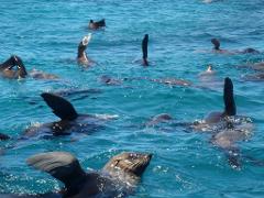 Snorkel with the Seals at Montague Island Morning