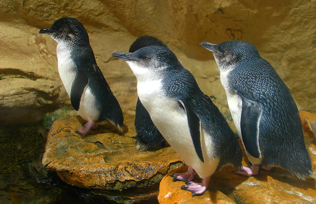 Evening Montague Island Penguin Tour & Snorkel with the Seals