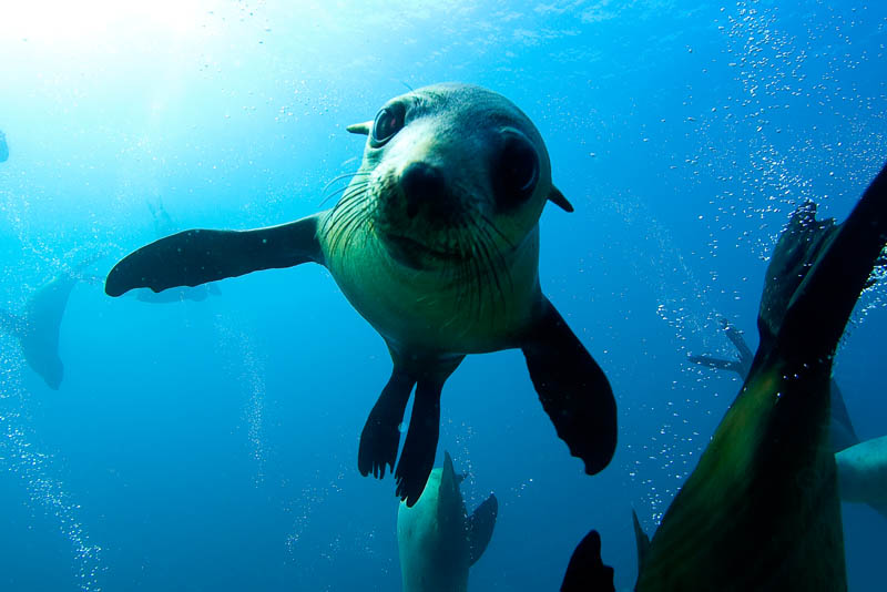 Snorkel with the Seals at Montague Island