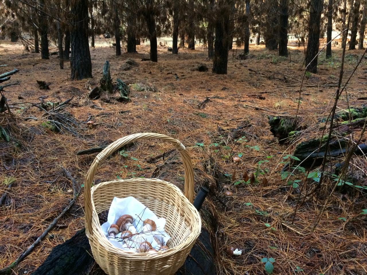 2022 Mushroom Foraging Tours Oberon Field to Forest Festival Morning