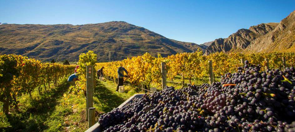 Premium Queenstown Wine Tour