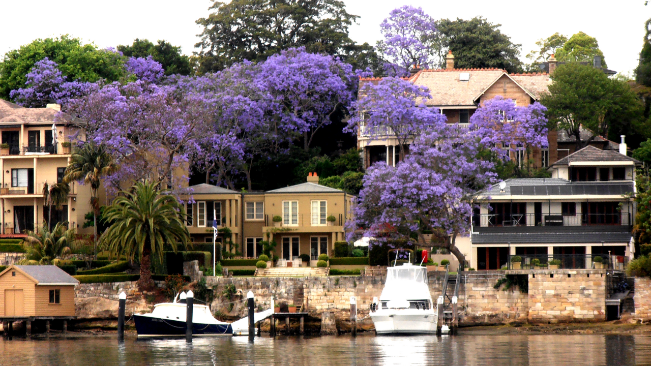 Jacaranda Cruise