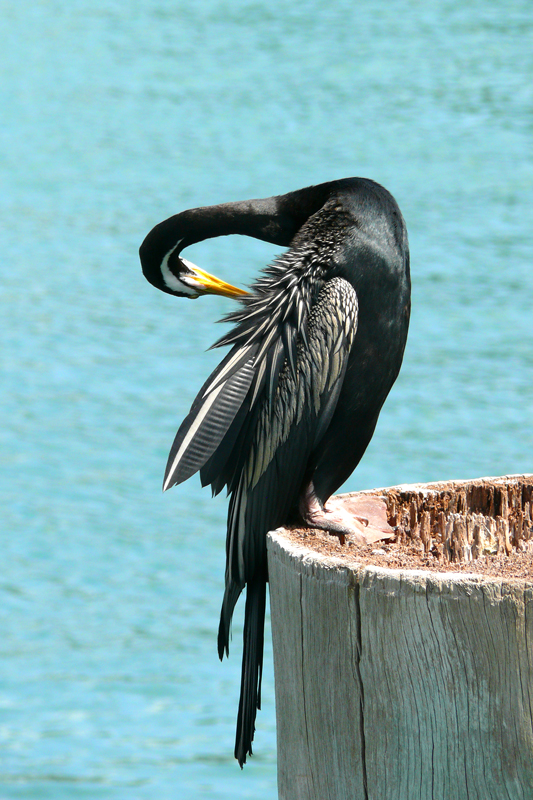 Turtle Discovery Ecotour