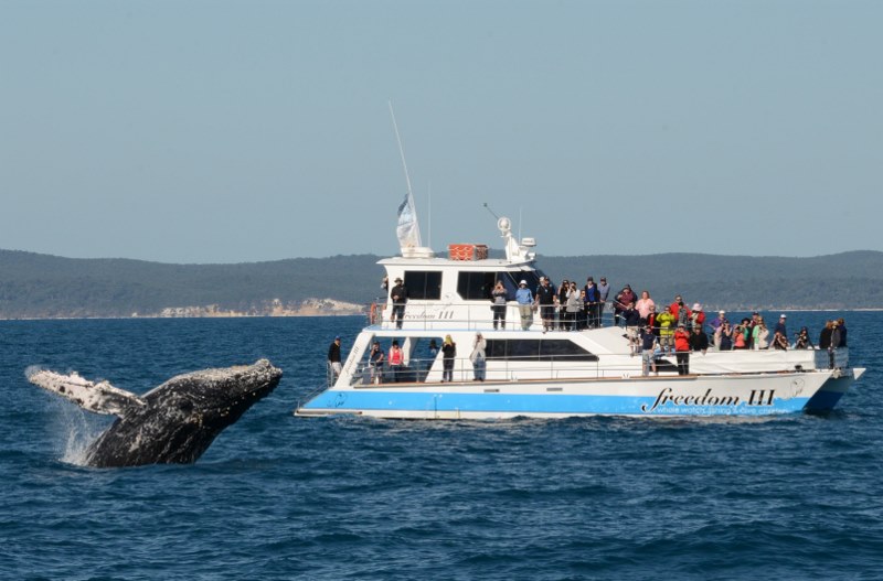 Freedom Whale Watch