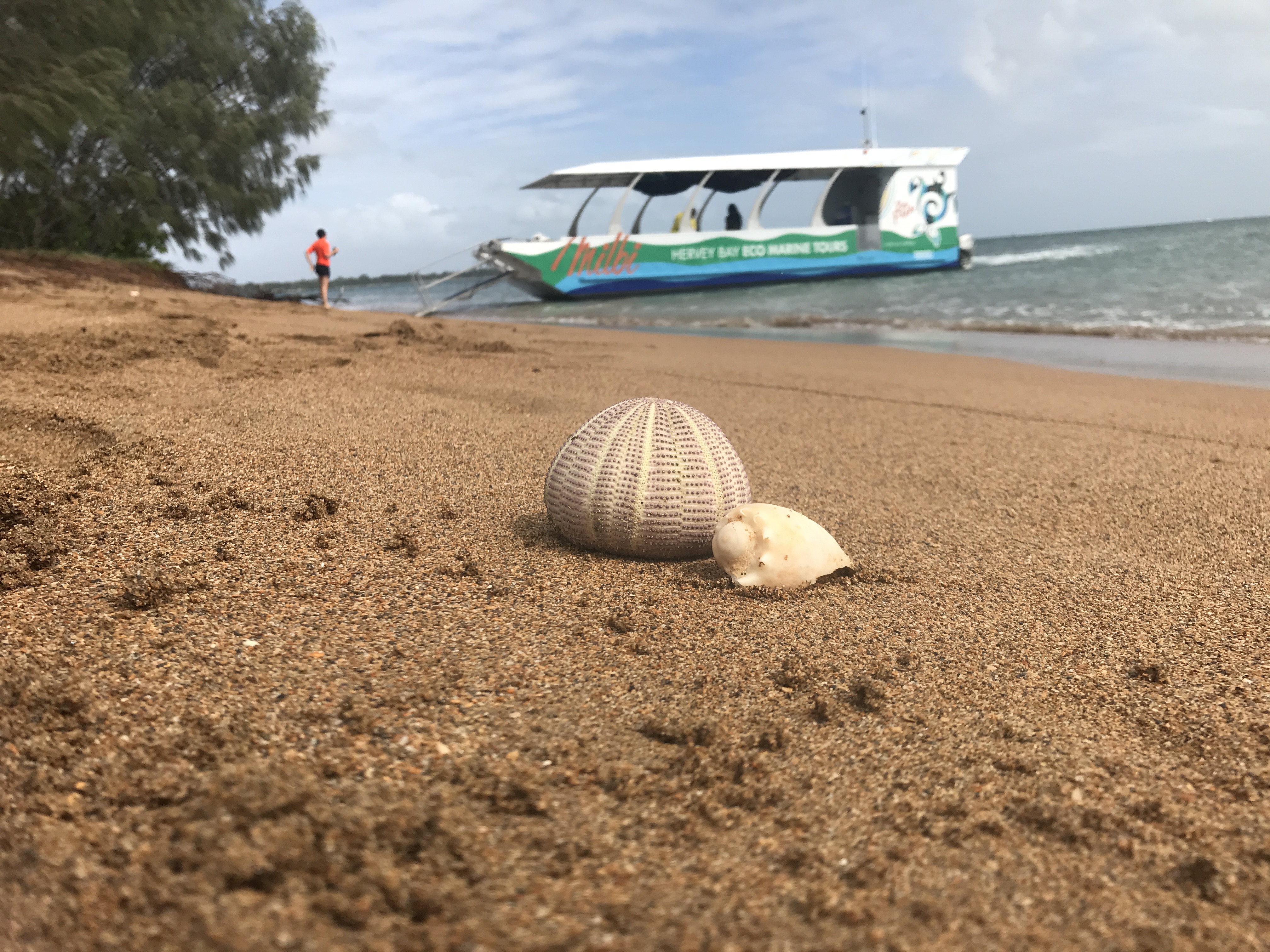 Turtle Discovery Ecotour