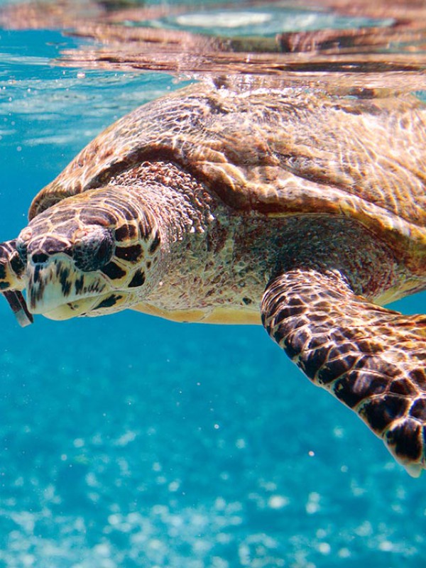 Turtle Discovery Tour Hervey Bay