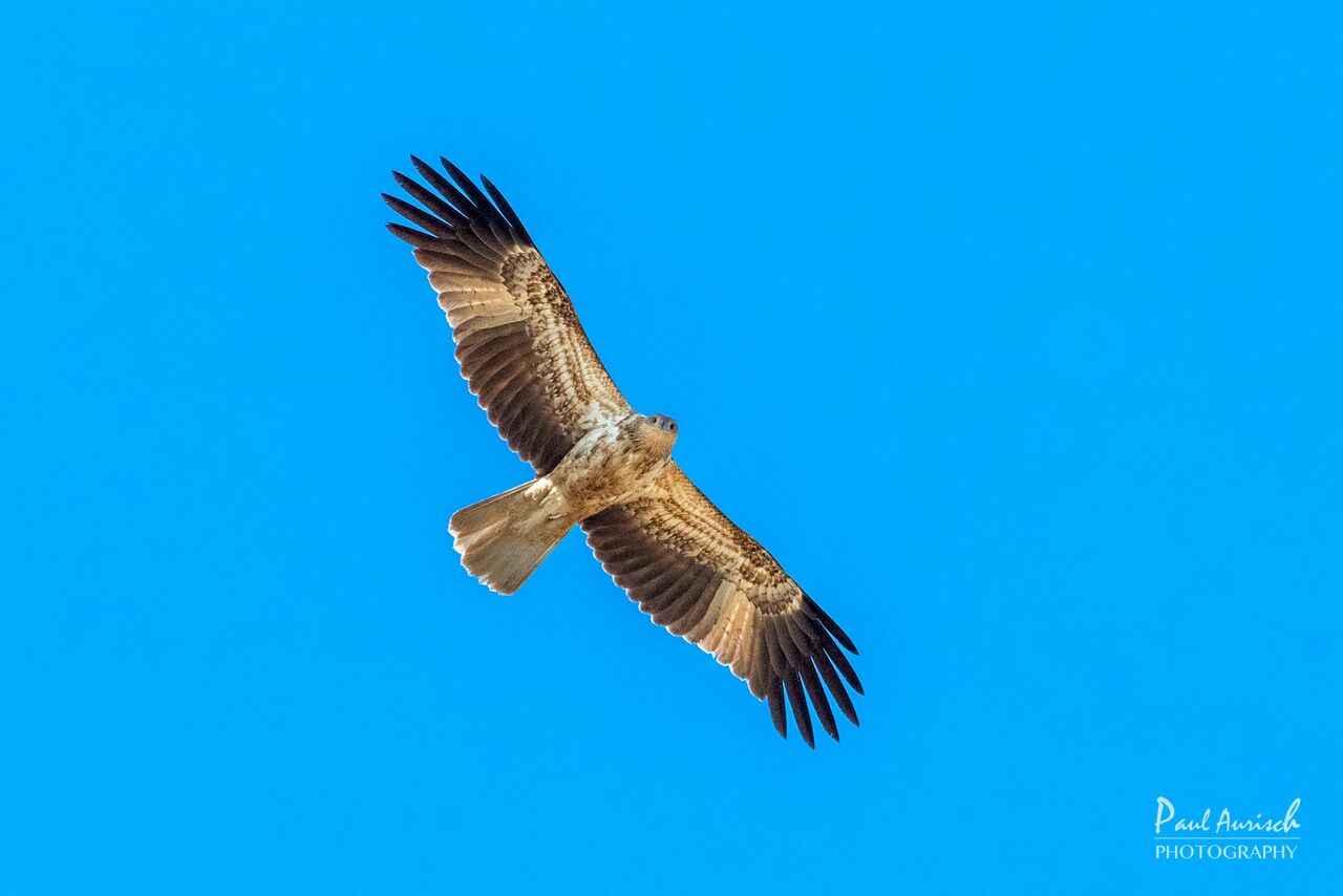 Turtle Discovery Ecotour