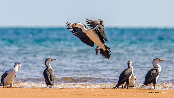 Turtle Discovery Ecotour