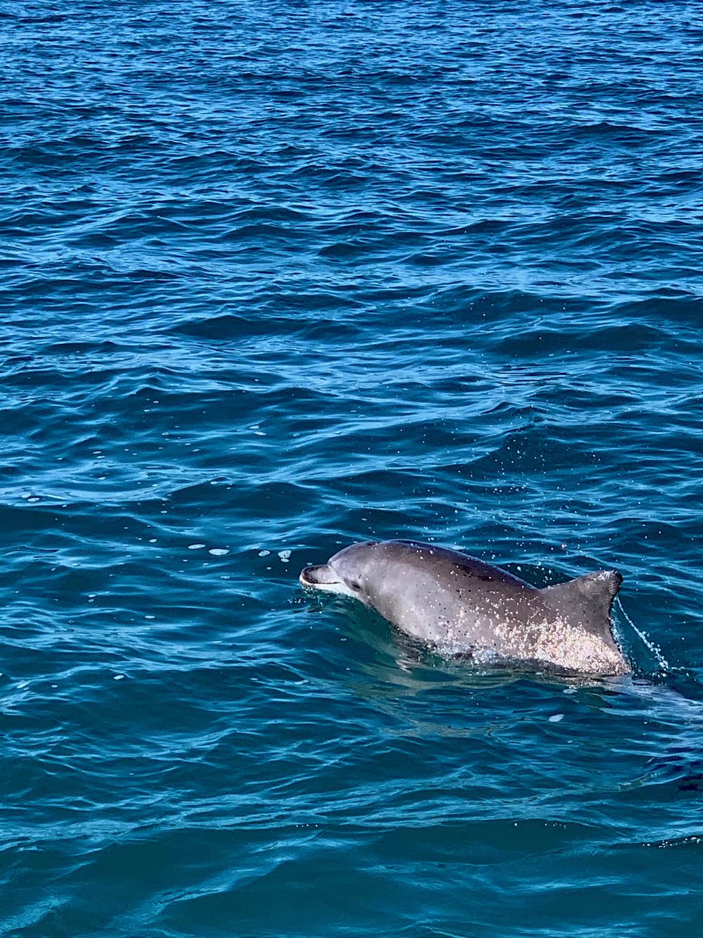 Turtle Discovery Ecotour
