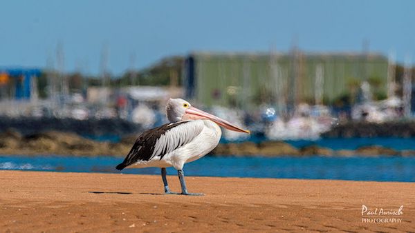 Turtle Discovery Ecotour