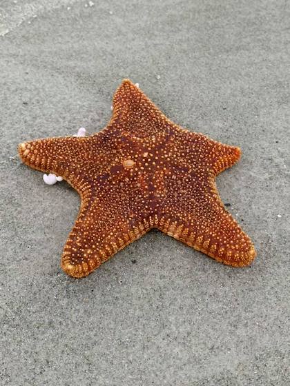 Turtle Discovery Ecotour