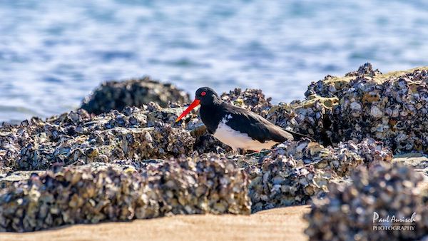Turtle Discovery Ecotour