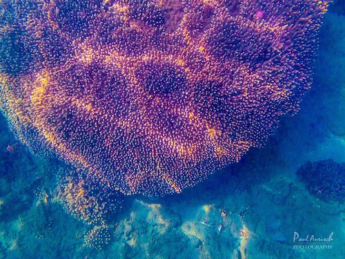 Turtle Discovery Ecotour