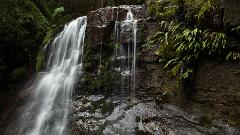 Private Photography Walkabout - Wellington Wanders 'Ferns, Fungi & Waterfalls’