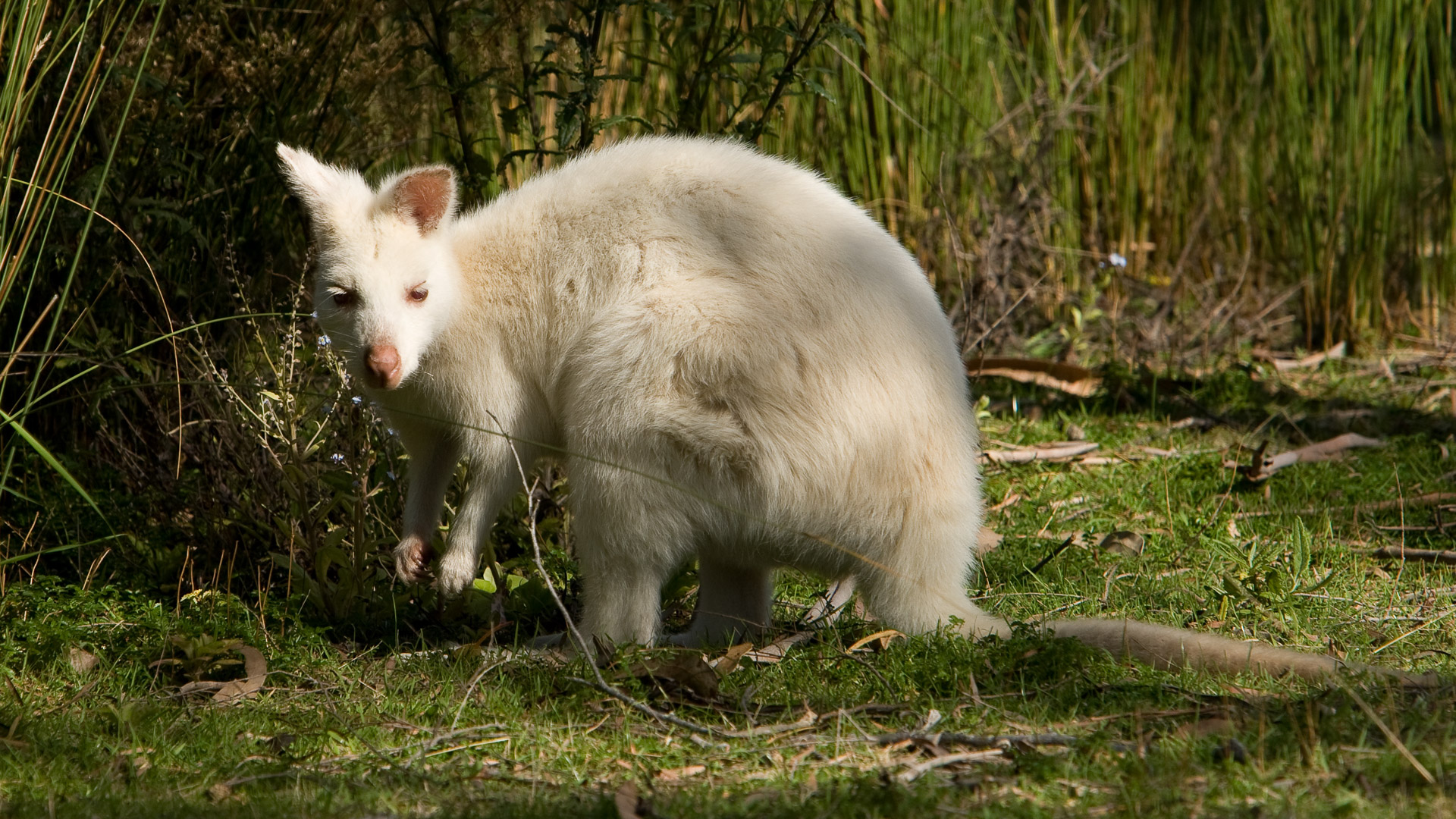 Bruny Island - photo-oriented private day tour (CLASSIC)