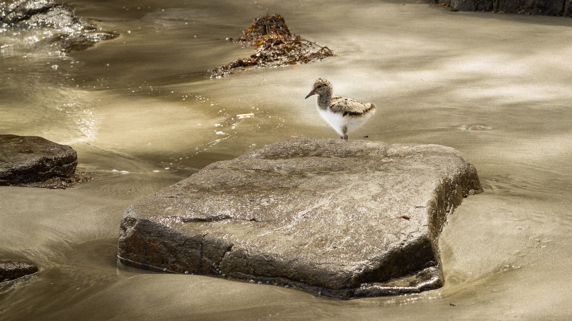 Bruny Island - photo-oriented private day tour (CLASSIC)