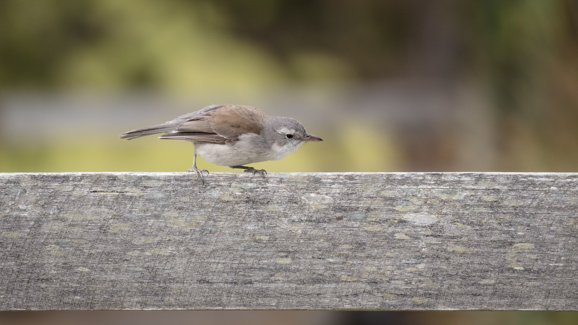Bruny Island - photo-oriented private day tour (CLASSIC)