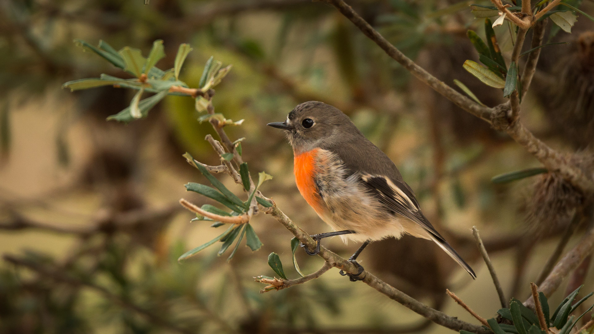Bruny Island - photo-oriented private day tour (CLASSIC)