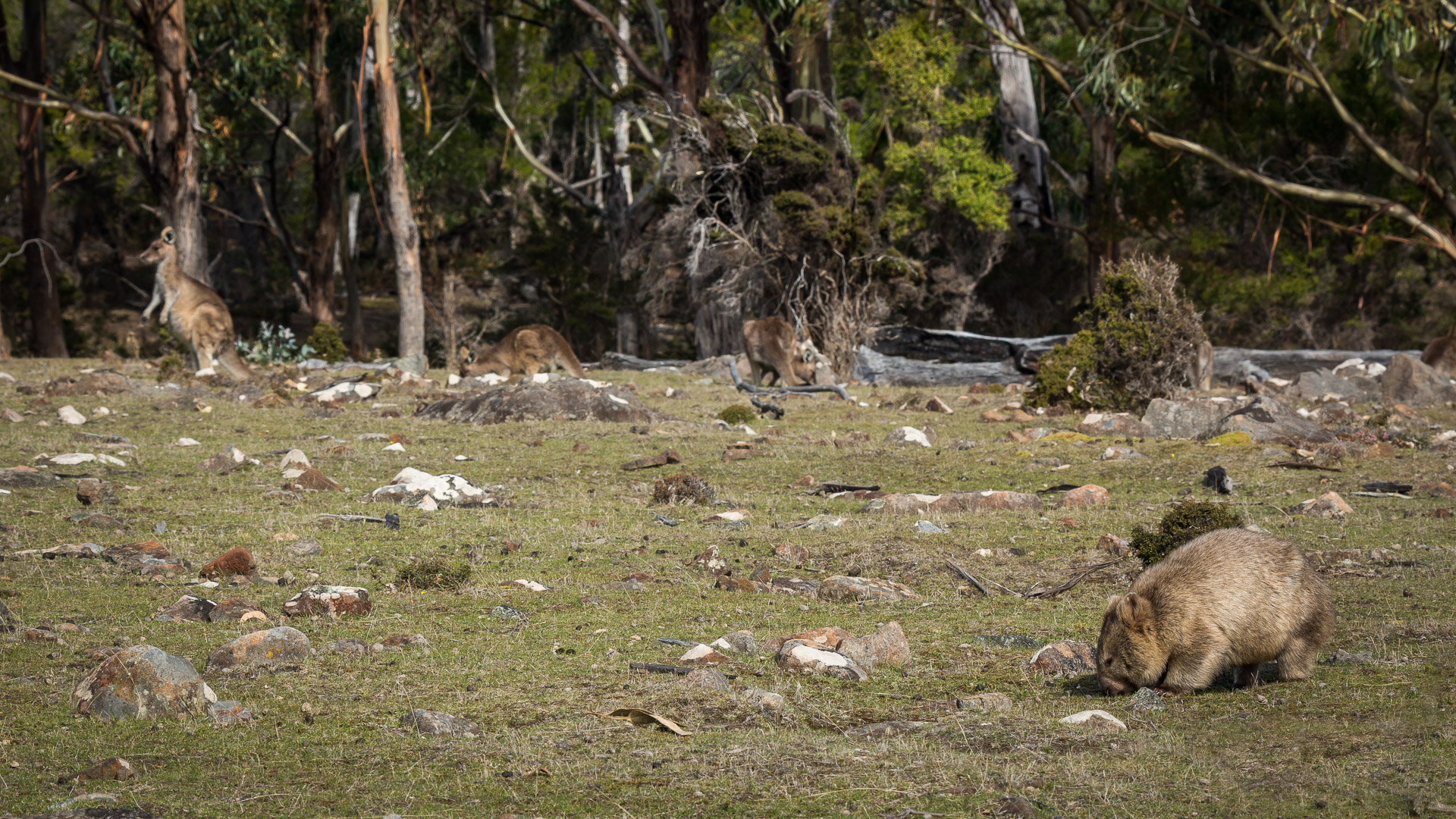 PREMIUM Maria Island - photo-oriented private day tour (all-inclusive)