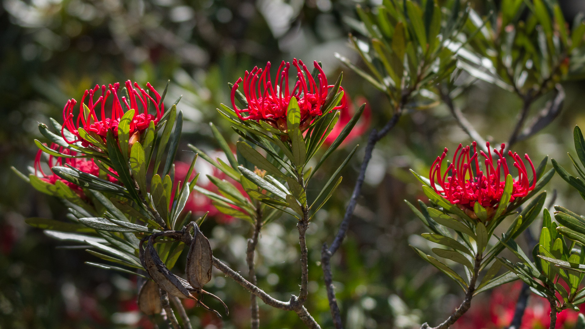 PREMIUM Mt Field National Park & Russell Falls - photo-oriented private day tour (all-inclusive)