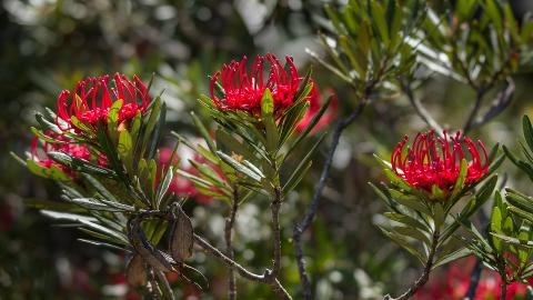 Mt Field National Park – Premium Private Photo-oriented Day Tour Tasmania Australia