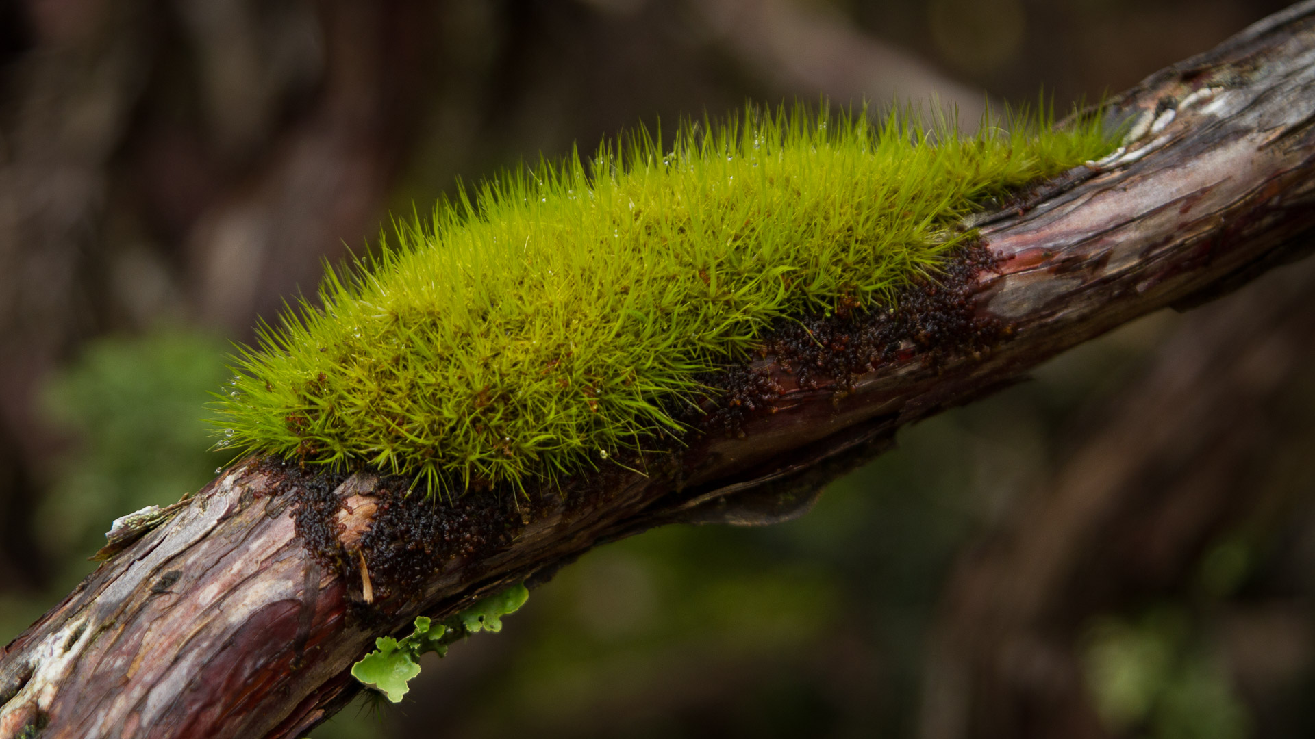 PREMIUM Mt Field National Park & Russell Falls - photo-oriented private day tour (all-inclusive)
