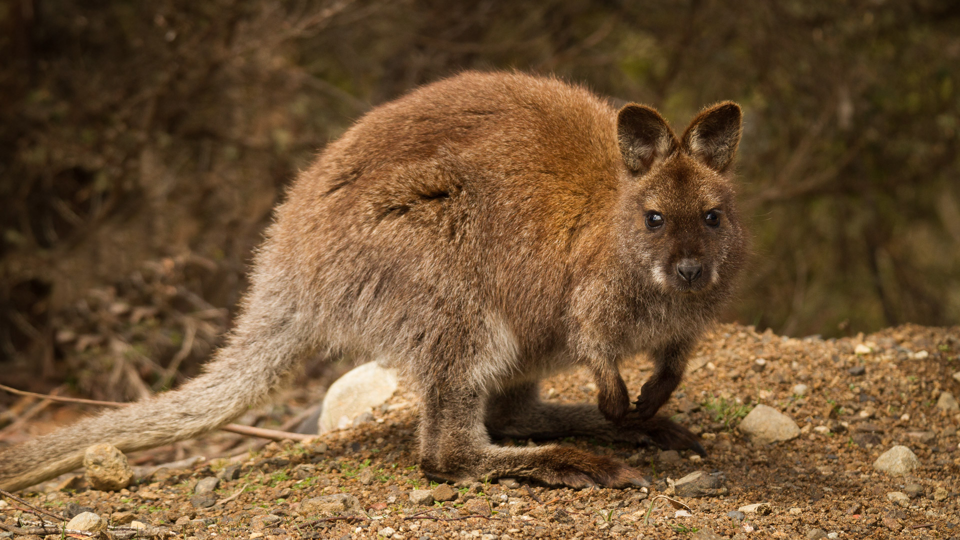 PREMIUM Mt Field National Park & Russell Falls - photo-oriented private day tour (all-inclusive)