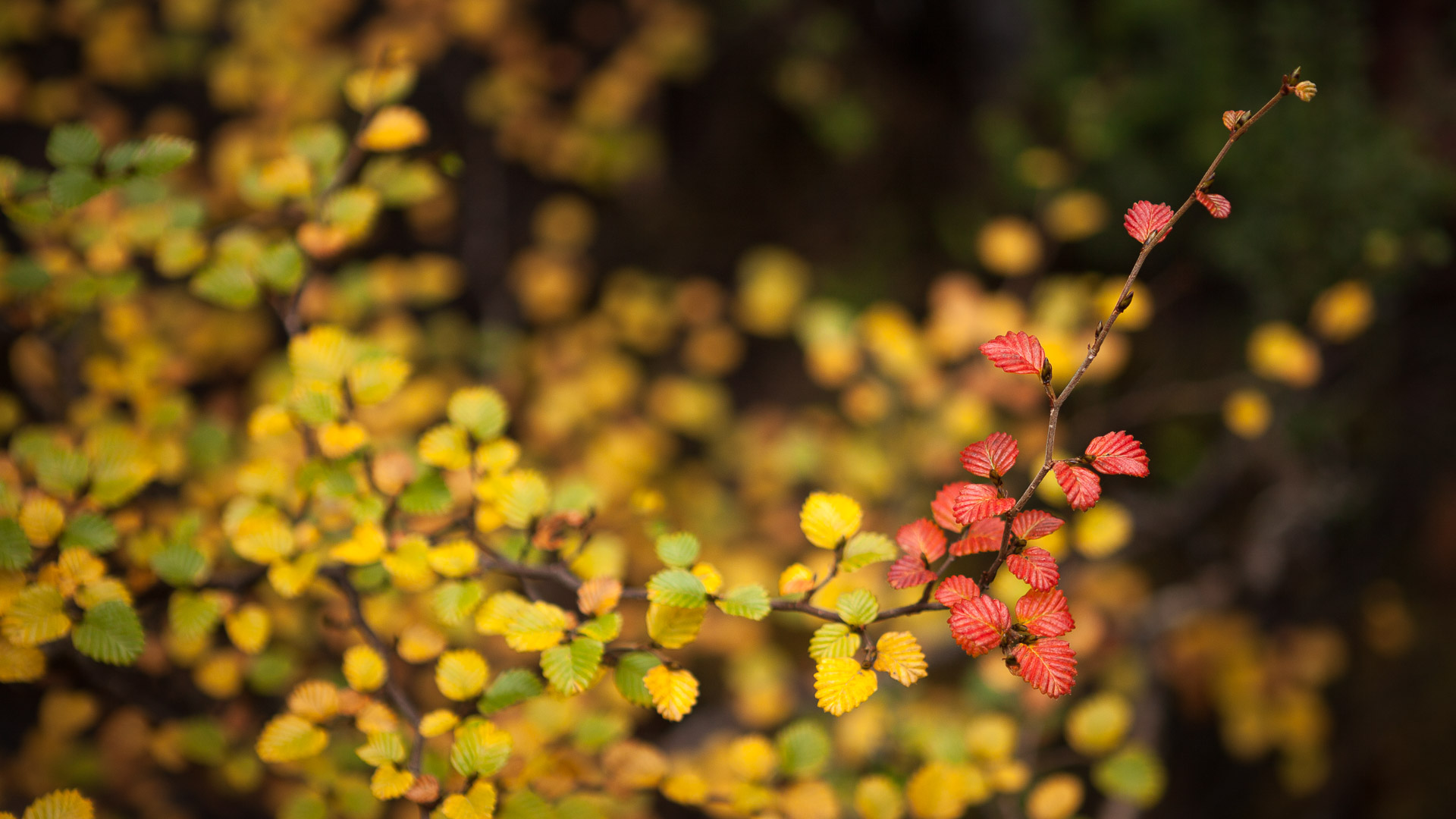 PREMIUM Mt Field National Park & Russell Falls - photo-oriented private day tour (all-inclusive)