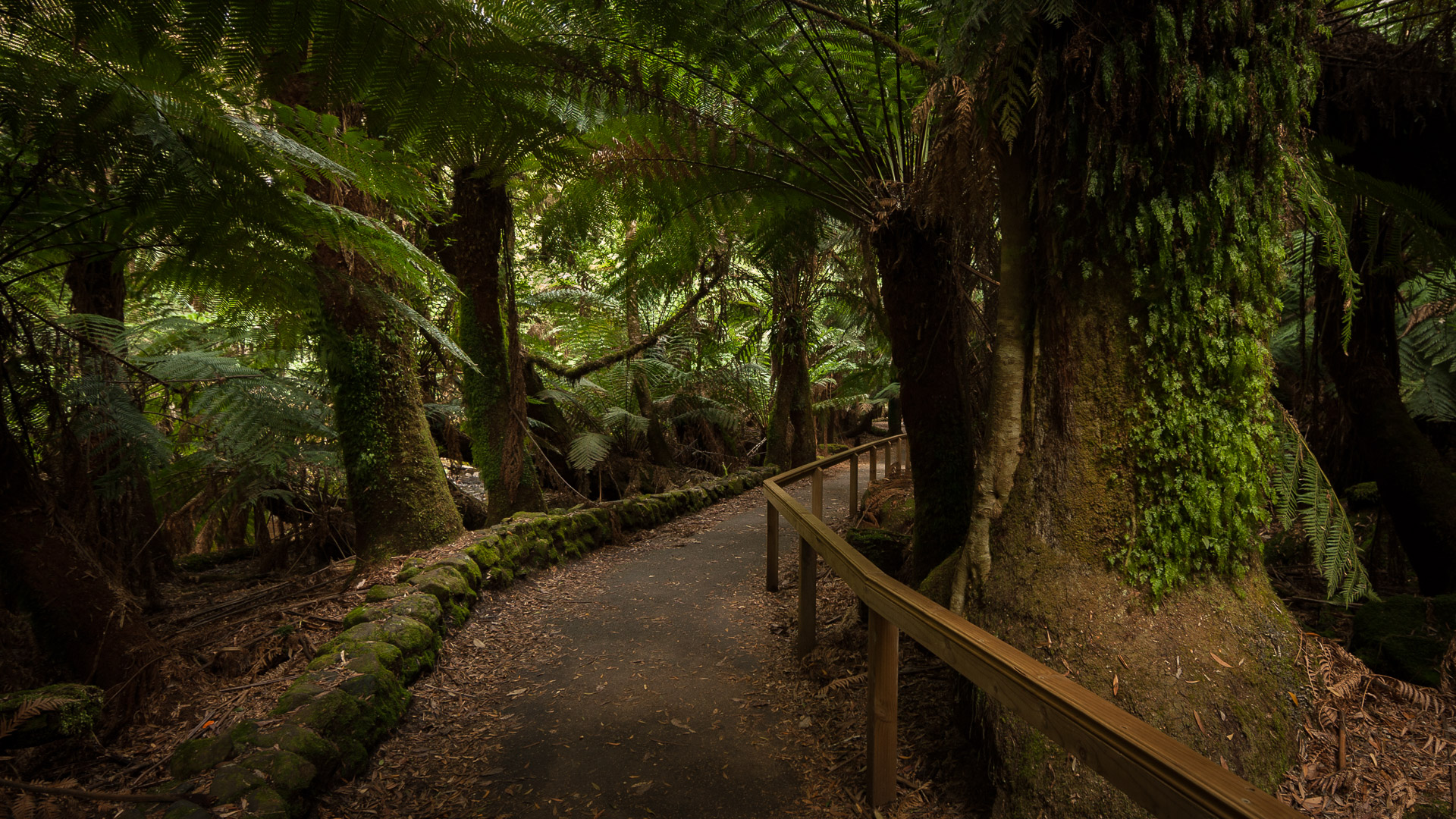 PREMIUM Mt Field National Park & Russell Falls - photo-oriented private day tour (all-inclusive)
