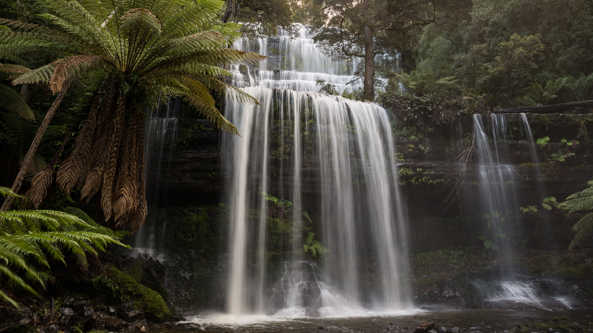 PREMIUM Mt Field National Park & Russell Falls - photo-oriented private day tour (all-inclusive)