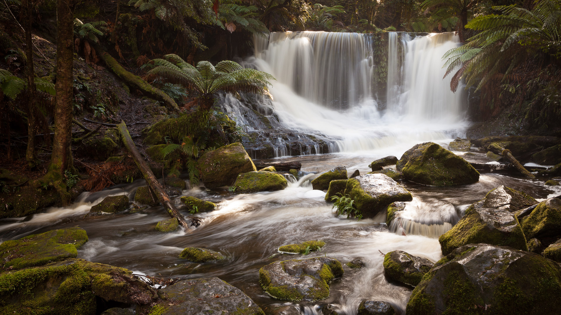 PREMIUM Mt Field National Park & Russell Falls - photo-oriented private day tour (all-inclusive)