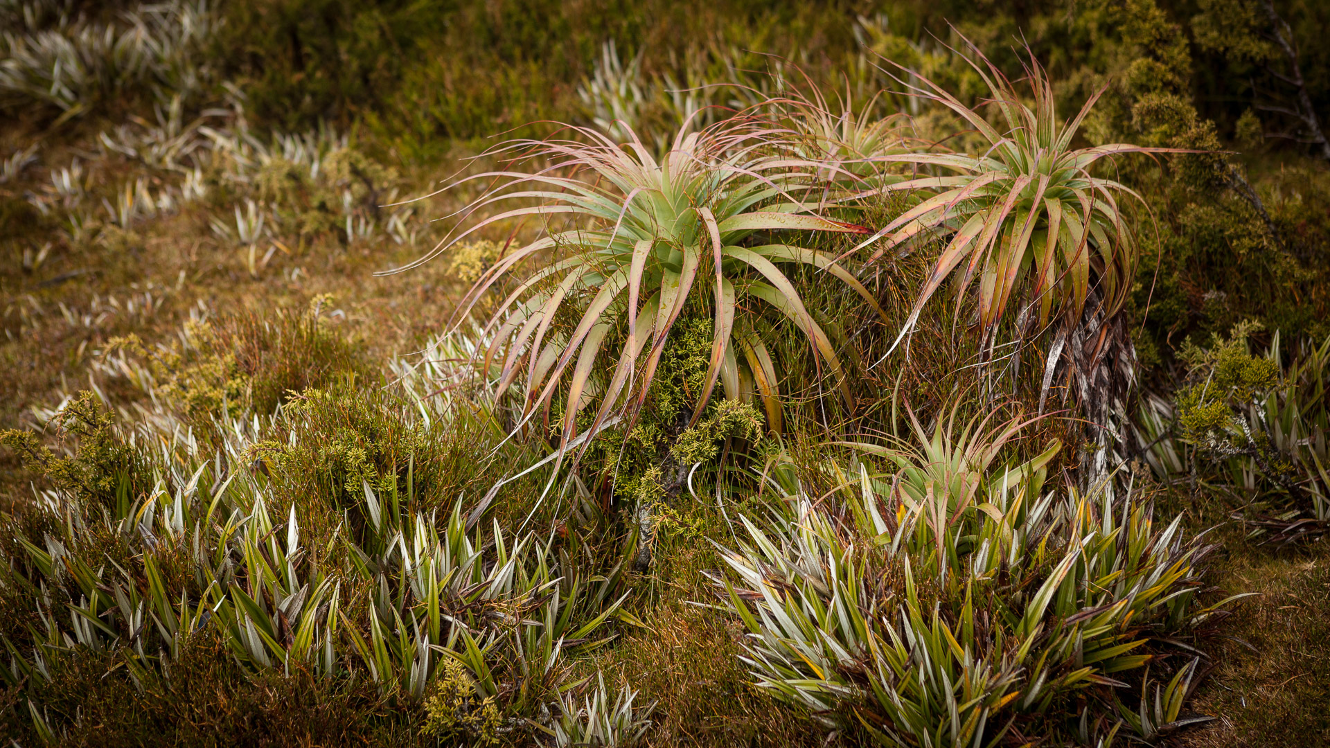 PREMIUM Mt Field National Park & Russell Falls - photo-oriented private day tour (all-inclusive)