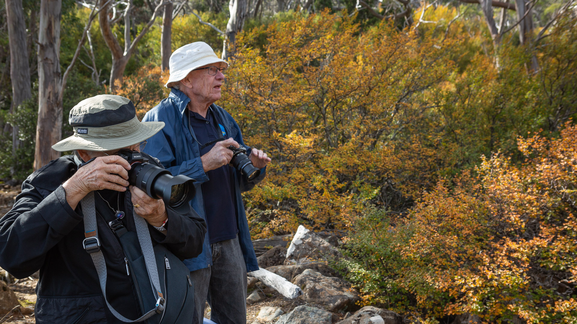 PREMIUM Mt Field National Park & Russell Falls - photo-oriented private day tour (all-inclusive)