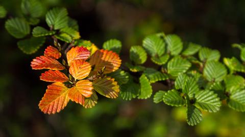 Mt Field National Park – Premium Private Photo-oriented Day Tour Tasmania Australia