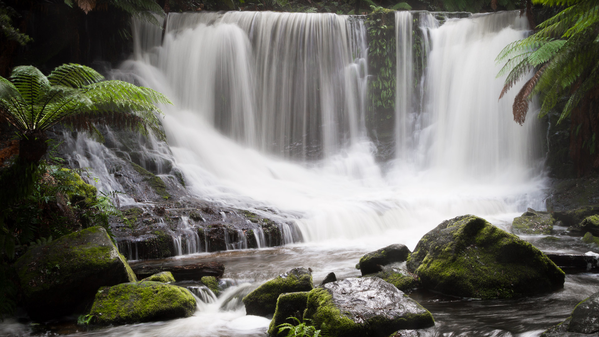PREMIUM Mt Field National Park & Russell Falls - photo-oriented private day tour (all-inclusive)