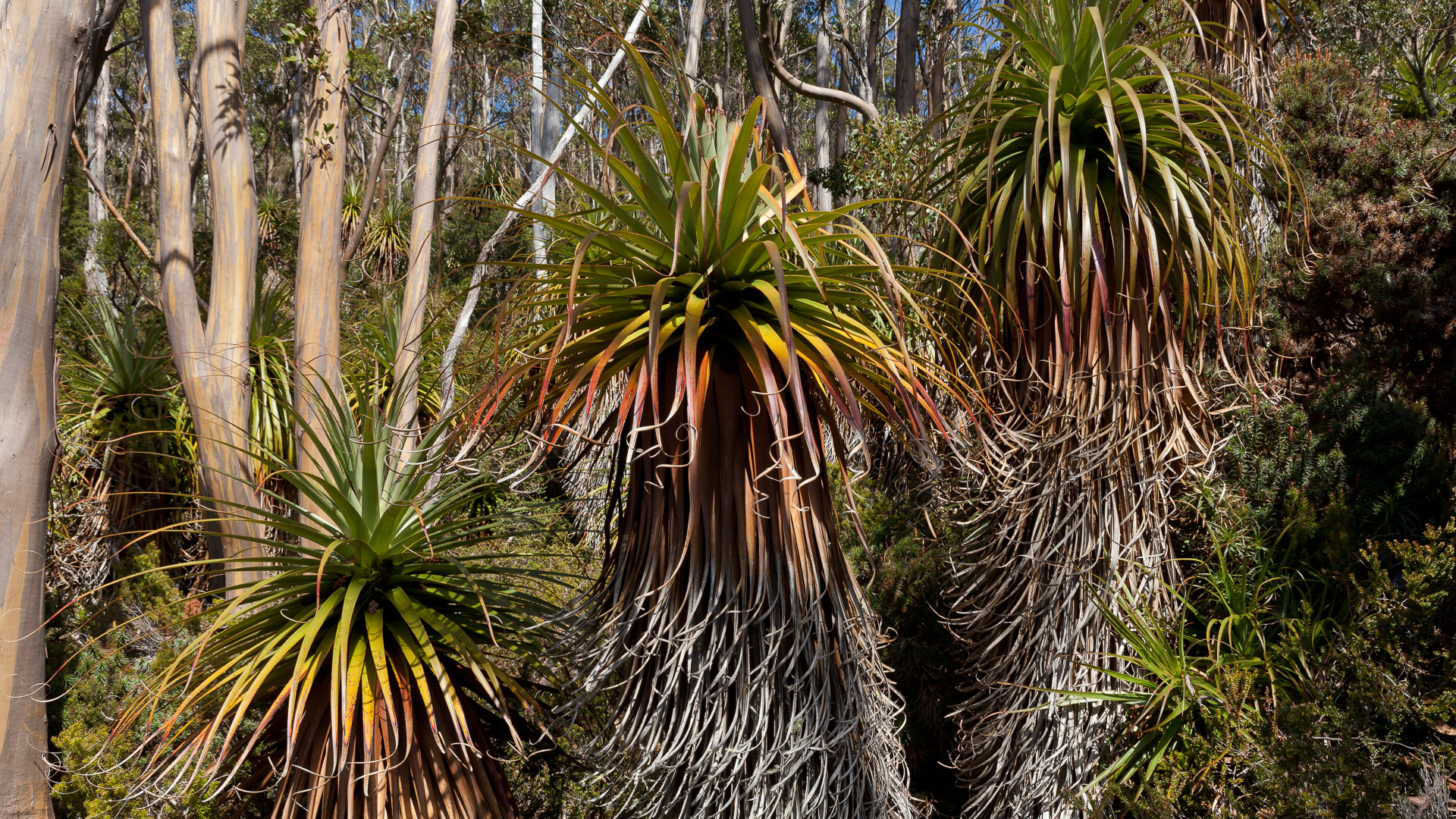 PREMIUM Mt Field National Park & Russell Falls - photo-oriented private day tour (all-inclusive)
