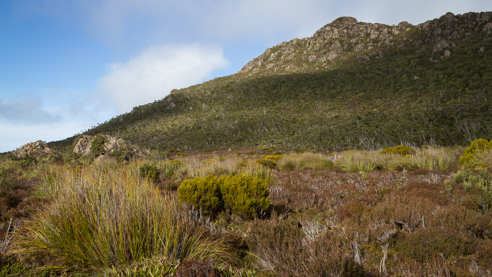 PREMIUM Hartz Mountains & Tahune Airwalk - photo-oriented private day tour (all-inclusive)