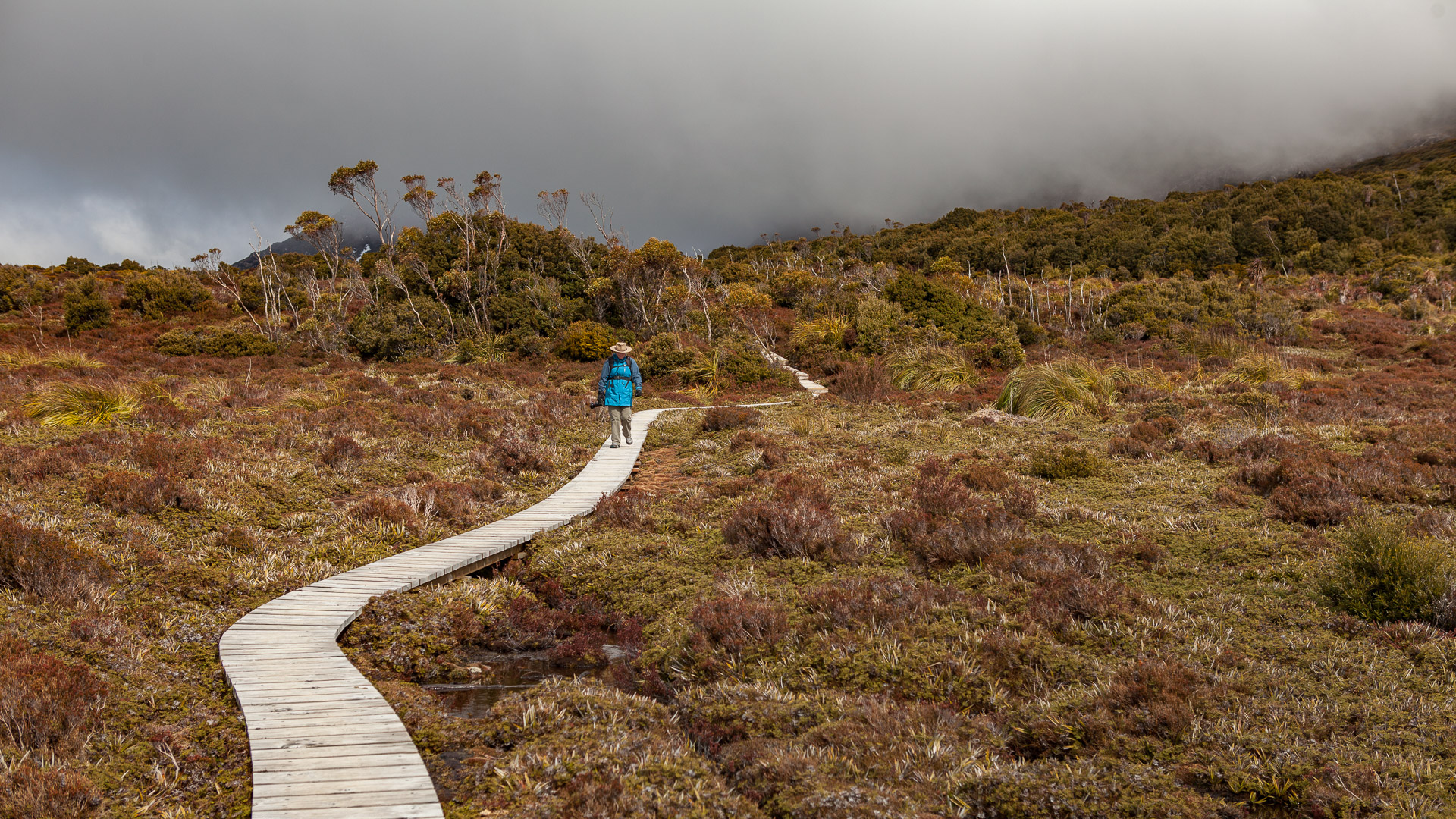 PREMIUM Hartz Mountains & Tahune Airwalk - photo-oriented private day tour (all-inclusive)